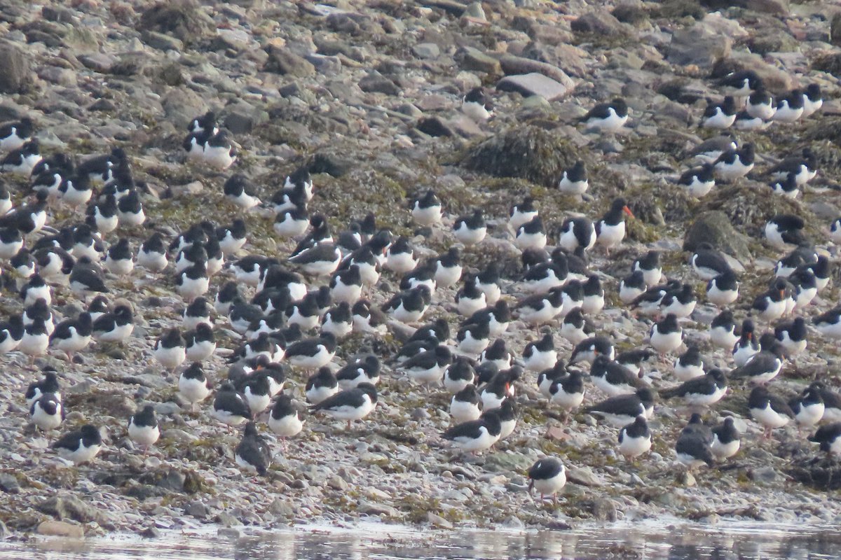 AndyL_menai's tweet photo. A few stops in NE area of Anglesey today : c660 Oystercatchers near Gallows Point, Beaumaris high tide; 3 Black Guillimots and a couple of RTDs off Treath Leiniog; RTD and 1 Black Guillimot off Fedr Fawr, all in quiet seas. @AngBirdNews https://t.co/nisvBhcjS5