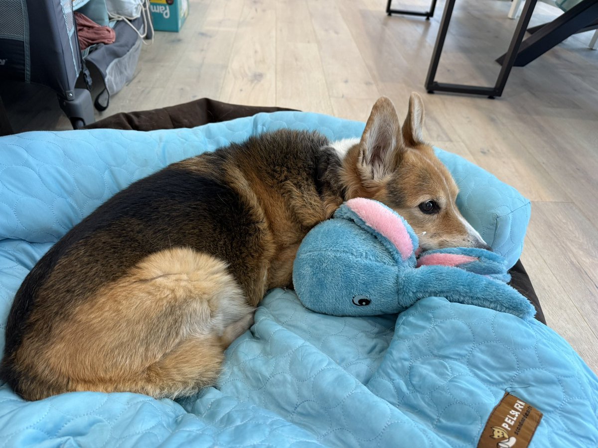 lpjoni's tweet photo. Sometimes you just have to cuddle your squishy octopus. 🥹🐙❤️

#yoshithecorgi #pembrokewelshcorgi #corgi https://t.co/2xVx8iNthg
