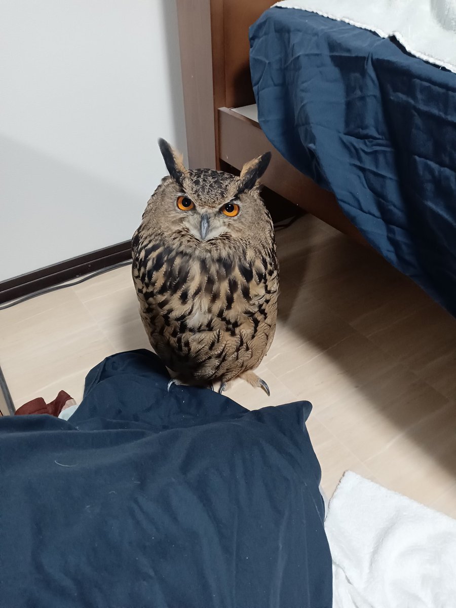 おはようございます🦉