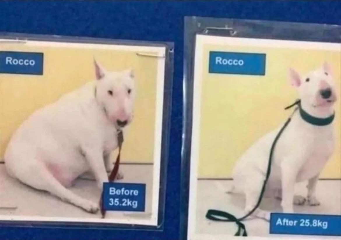 Si Rocco pudo, tú también puedes lograr esa meta que te propusiste 💪🏾

 ¡No te rindas 🐶!