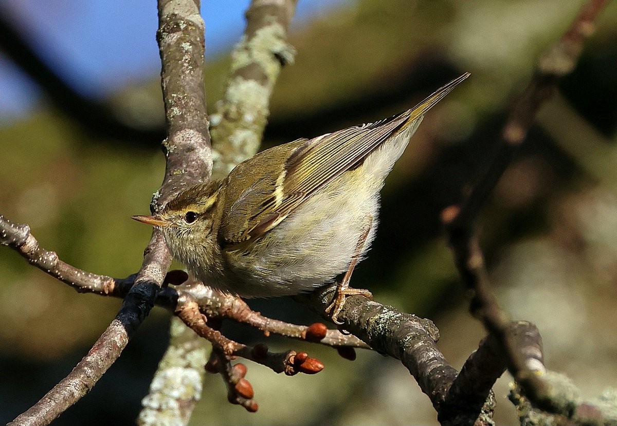 Yellow-browed warbler at Verulamium park Thurs 9th Jan.  What a fast but obliging bird.  My neck is still aching.