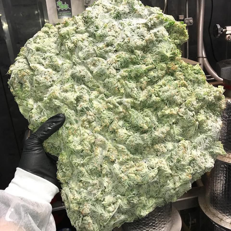 _StonersRUs_'s tweet photo. Frozen cannabis brick 🥶🌿 https://t.co/FEOTA2cPpX
