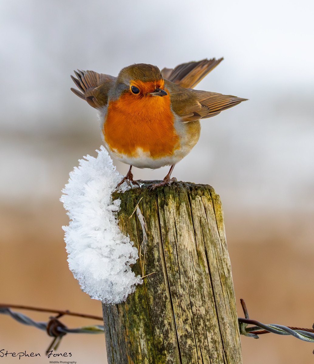 He followed me about for food