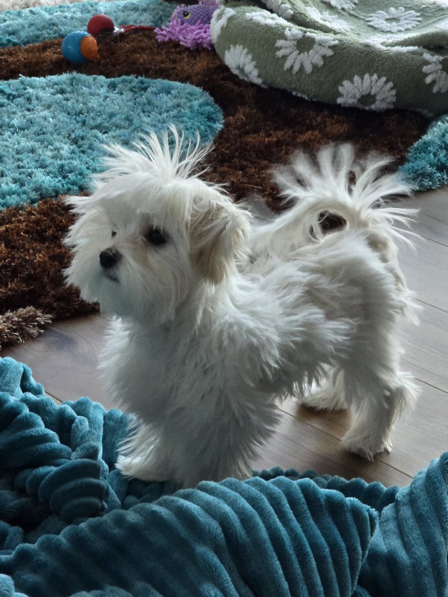 RonOBMD's tweet photo. Static electricity makes our puppy Daisy hair-raising hysterical! https://t.co/nPZVeZ1KFJ