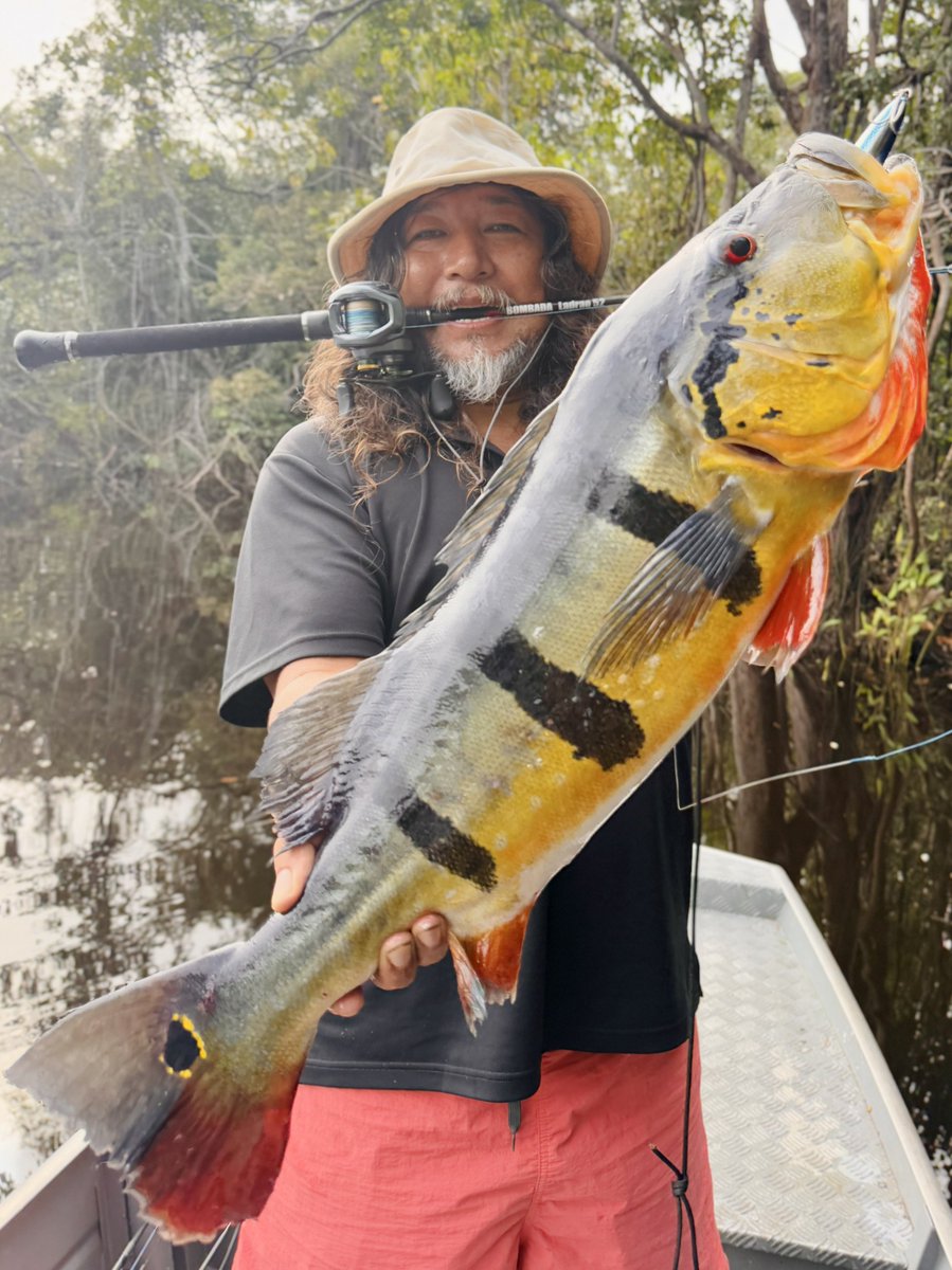 BOMBADATERU's tweet photo. アマゾンスプークはラドラオ52かマジコ53がいい。
生きた魚が逃げ惑うようなナブラ的なダイビングアクションを覚えたいなら、ラドラオ52から始めると感覚が掴みやすい。
今回は連日大雨大増水の難しいシュチュエーションだったので、ミディアムライトのラドラオ52、ウルトラライトのブルーシャ51 が大活躍。
怪魚系ロッドってみんな強くて硬いロッドを連想してるけど、寧ろ違うと思う。そんなのは熱帯系のパニックアクショ��できない。
パプアンバスにクランク引くならわかるけど。

特にアマゾンロッドは柔らかく、まずトップルアーを鋭く連続的にアクションさせやすく、キャストを精確に、バットから曲がって猛魚をいなす要素を持つロッドのことを言うんだ。

暴力的な魚に力に力で行ってはダメだ。受け流さないと。
フックやラインに負担がモロにきて結局獲れない。
要は日本のほとんどのアングラーが妄想してるのとは真逆だっちゅうこと！