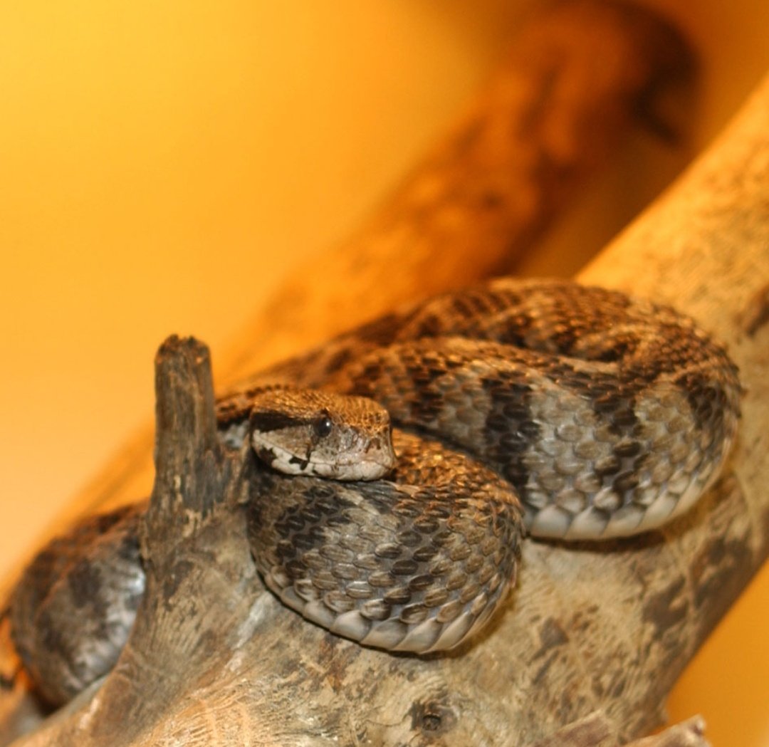 Disculpa es una boa constrictor, no es ninguna vibora. La imagen es una vibora
