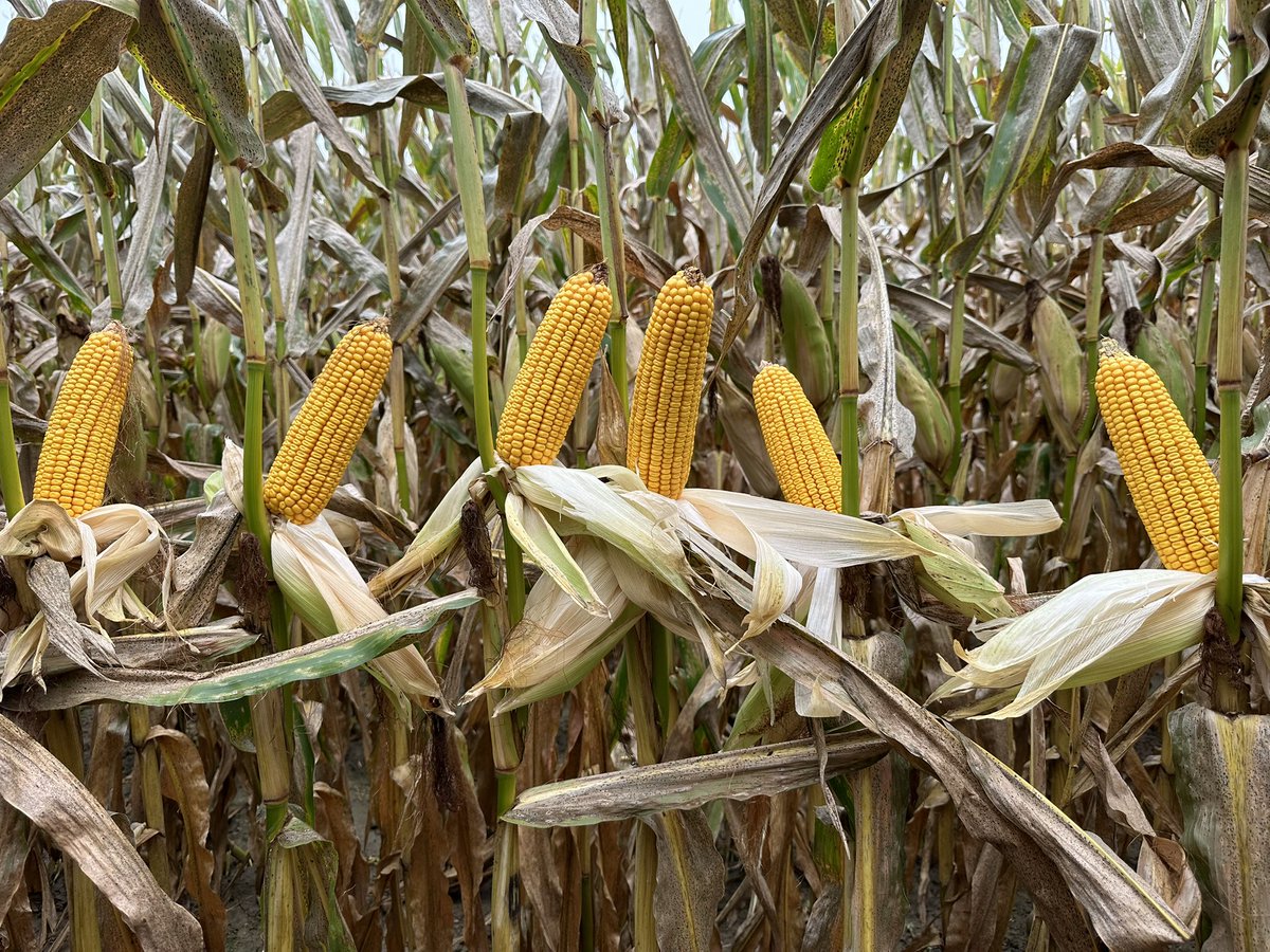 Bodie Kitchel tweet media