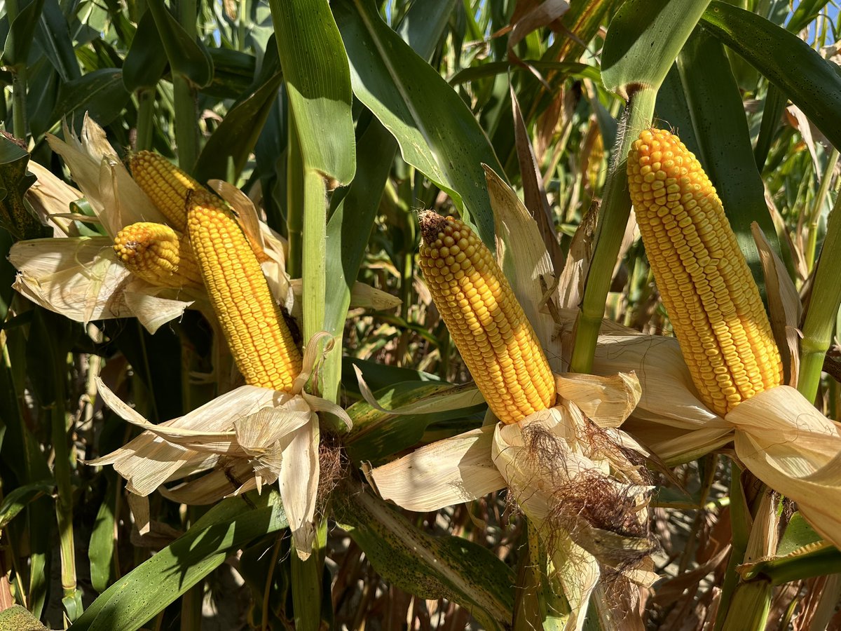 Bodie Kitchel tweet media