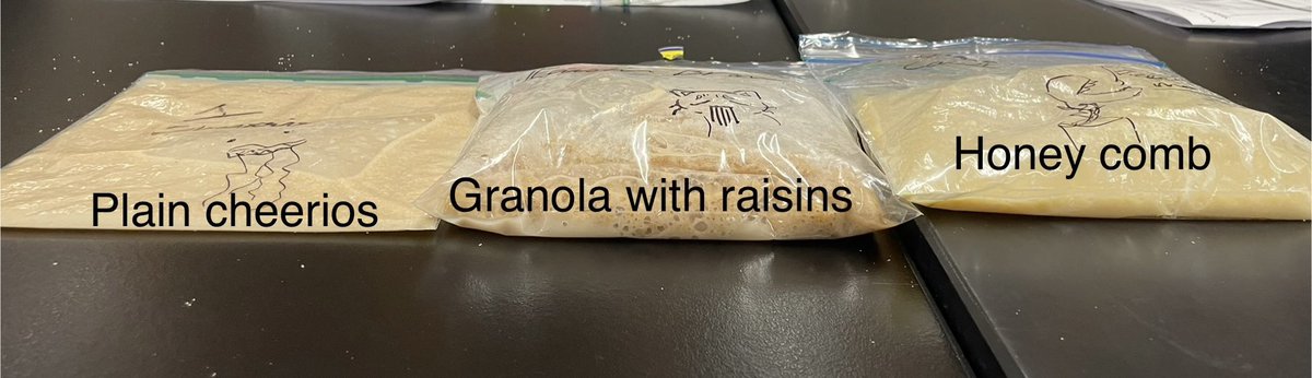 #ScienceInAction! Our budding scientists explored yeast fermentation by observing CO2 production in bags, which we called "barf bags" (you can see why). Ss designed experiments to test different factors such as cereal brand sugar content, temperature, &amp; amount of yeast. 🥣 💨