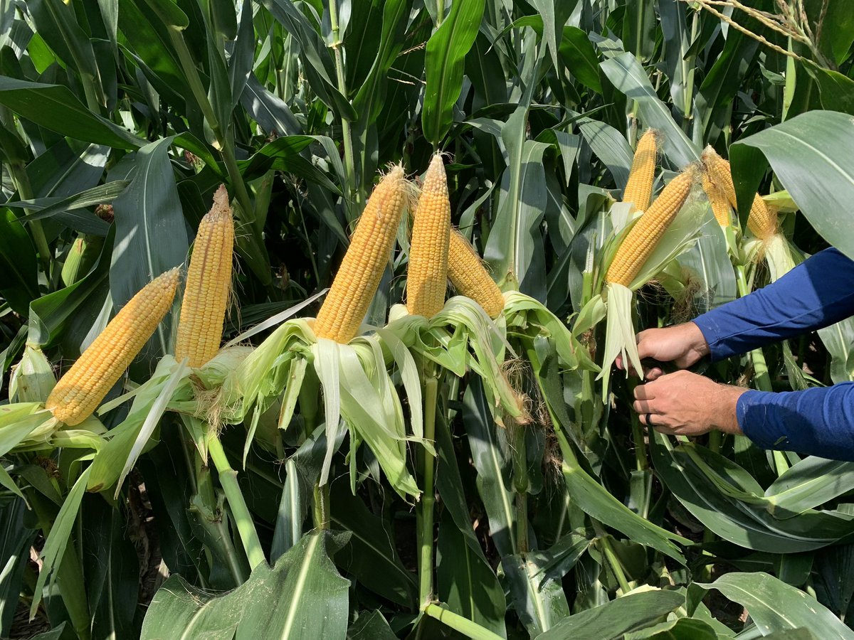 Mitch Wirth tweet media