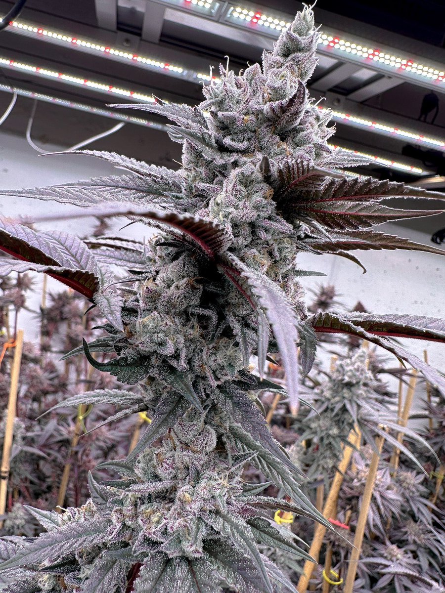 SolfireGardens's tweet photo. “Lung Buster”🫁💥🔥
 (Don Mega x Udder Madness) 

🧬Bred 🪴grown and 👉🏽selected by: @SolfireGardens 

#RiseWithThePhoenix #SolfireOrNoFire #Cannabis #Seeds #GrowYourOwn https://t.co/oQPG3h9h3o