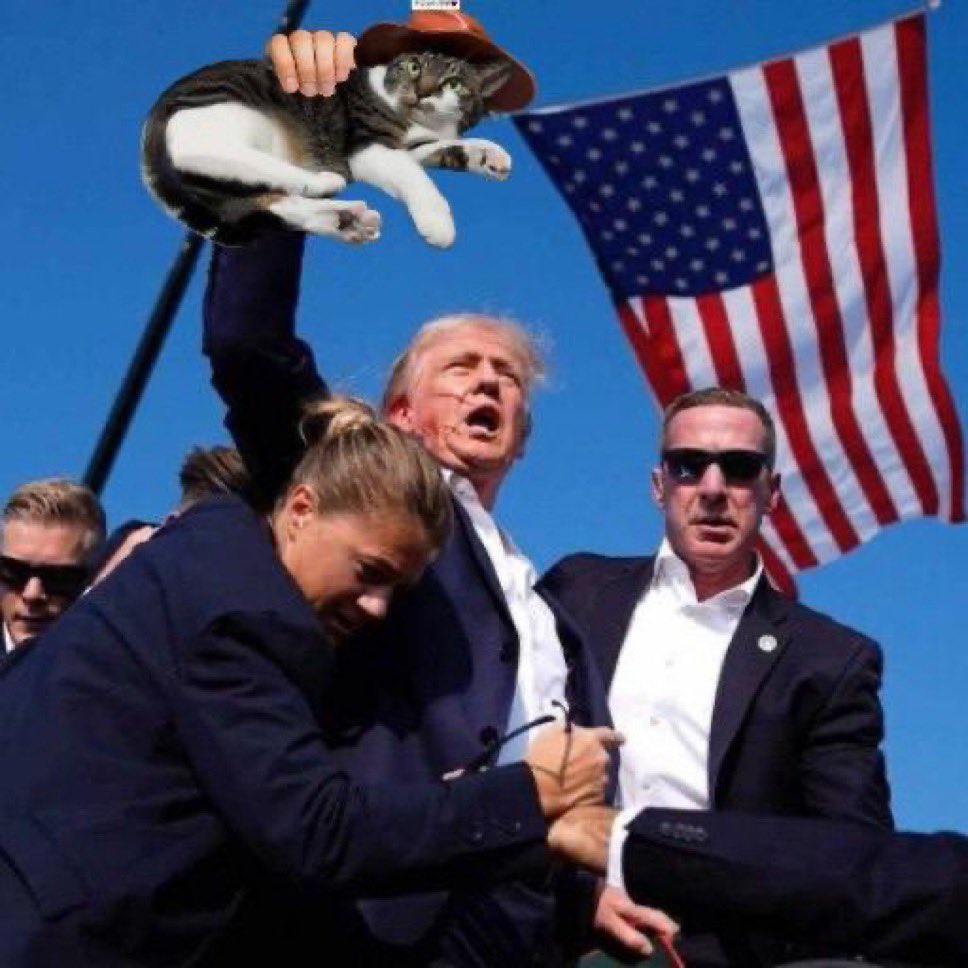 RON_ON_DA_X's tweet photo. #CWH #CatWithHat #SendIt 🚀🚀🚀 https://t.co/36frgXgfVm