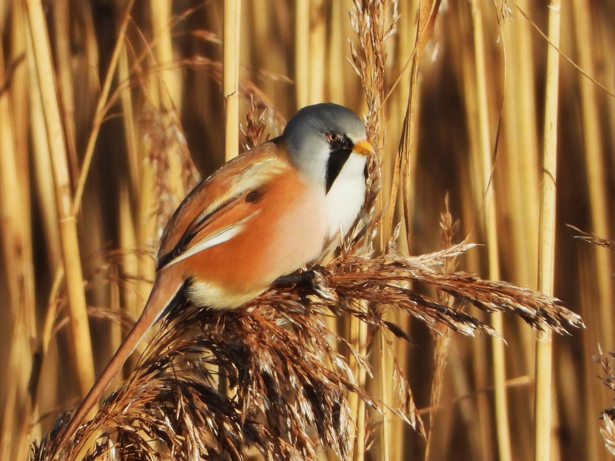 NorthWallBirder's tweet photo. Bearded Tit at the Wall today. https://t.co/DBoOmATDEe