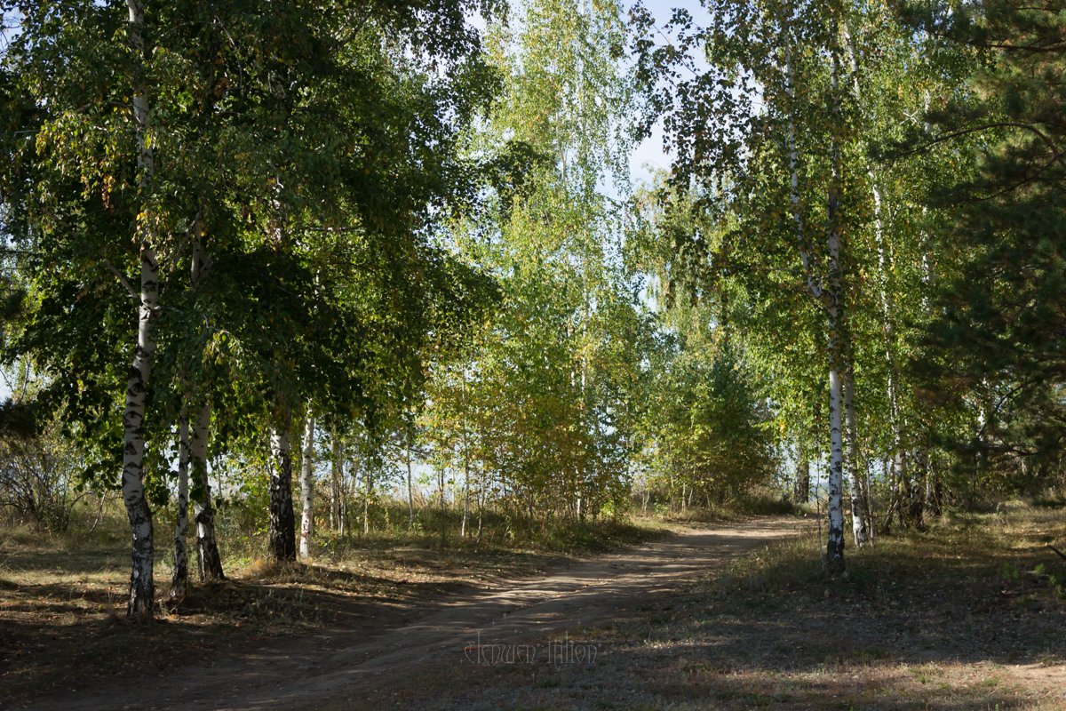 elena__volgina's tweet photo. Сентябрь. 🌳🌲
#СамарскаяОбласть #ЦарёвКурган #SamaraRegion #TsaryovKurgan https://t.co/5XrZX9RXbK