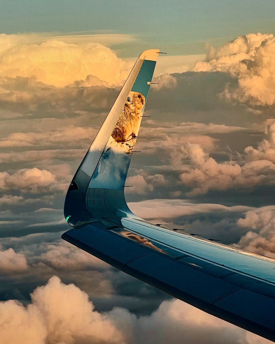 Frontier Airlines tweet media