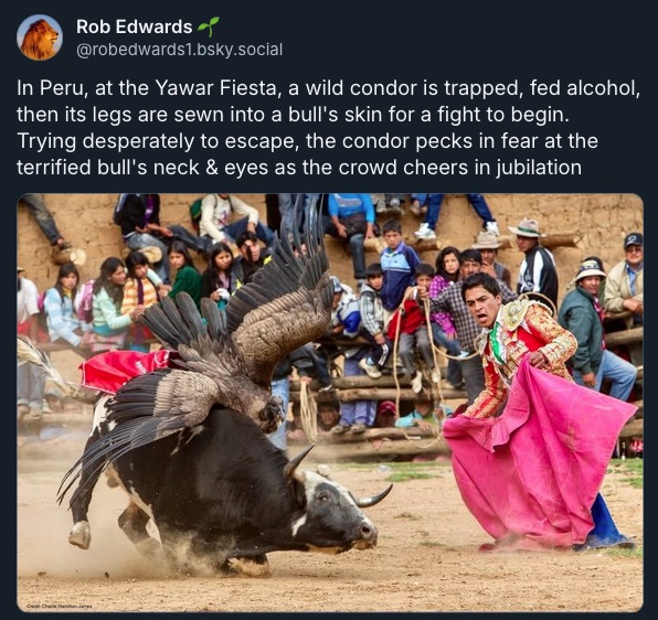 NickLoconteJr's tweet image. This is f'in barbaric. What kind of POS even think of this stuff? #AnimalCruelty

peregrinefund.org/projects/yawar…