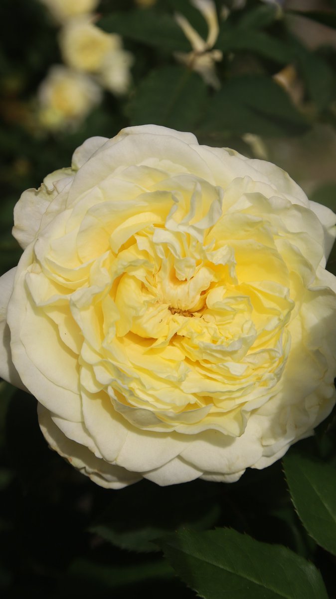gontanokoneroku's tweet photo. Rose 😁

#Photography #Flowers #Rose https://t.co/bs88uh67V6