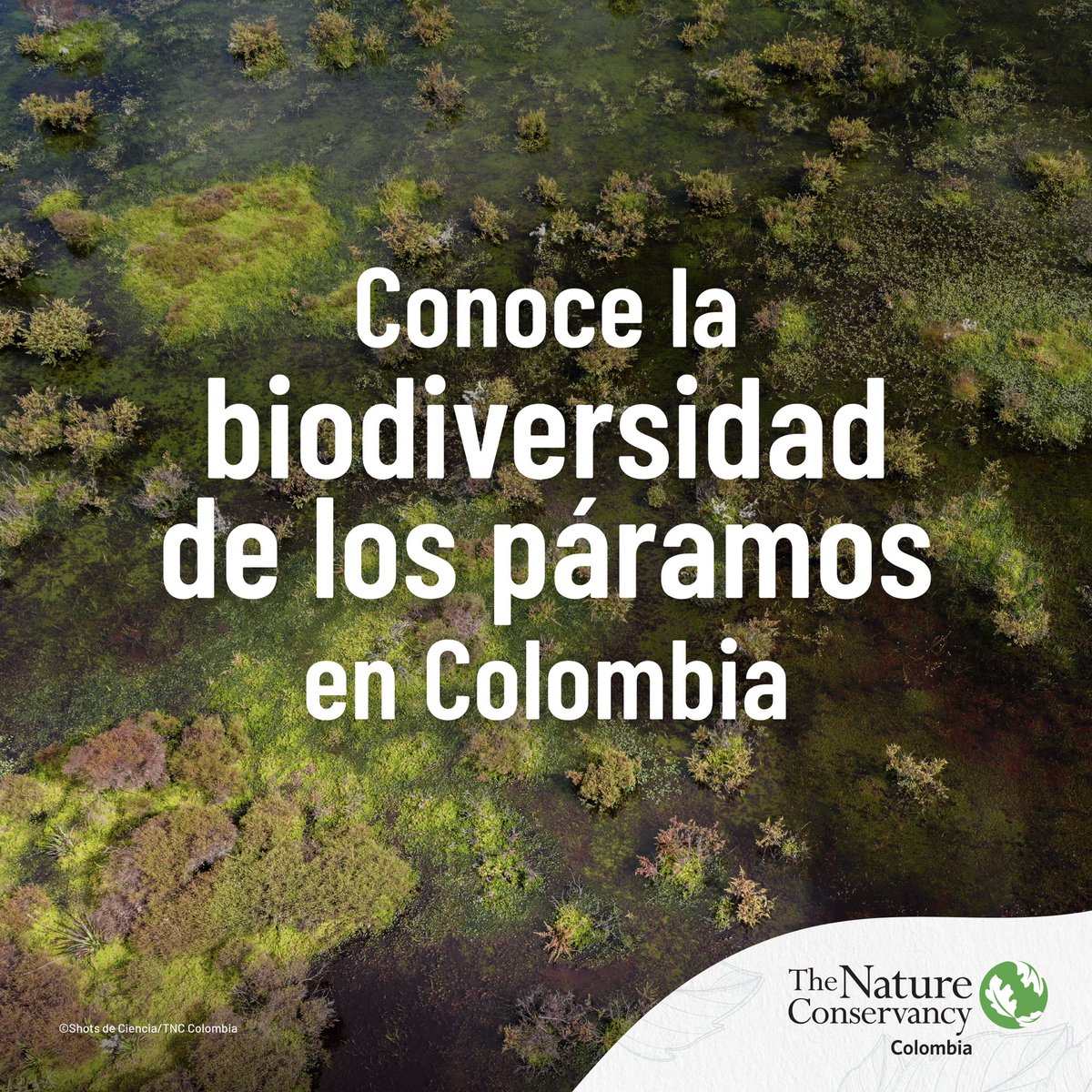 ¡Estas son algunas de las especies que ayudan a mantener la salud de nuestros páramos! 🌸🐻