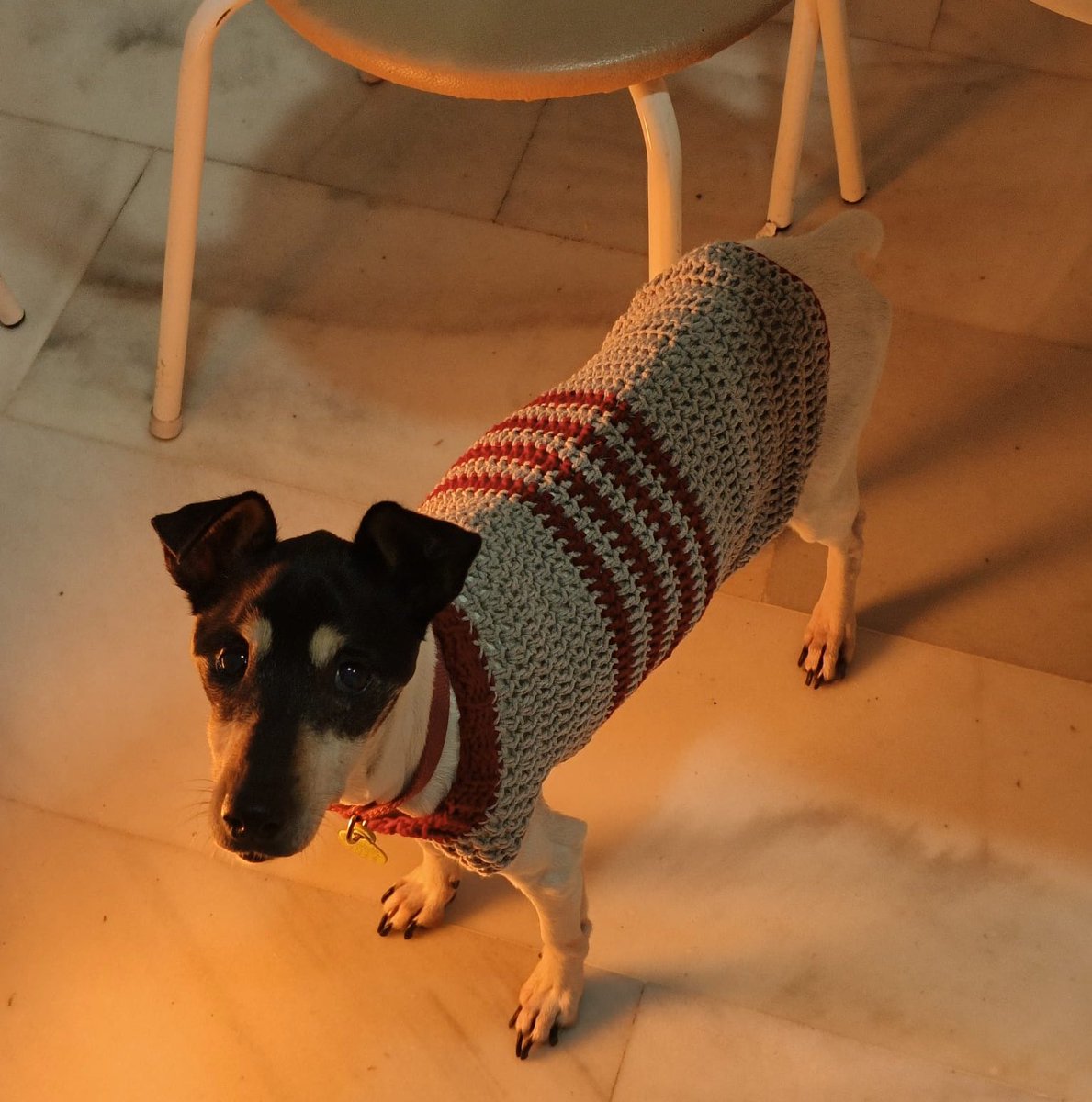 belenmedinaa2's tweet photo. mi hermana le ha tejido un jersey a mi perrita por favor la amo 😭 https://t.co/qYcm0i16Ye