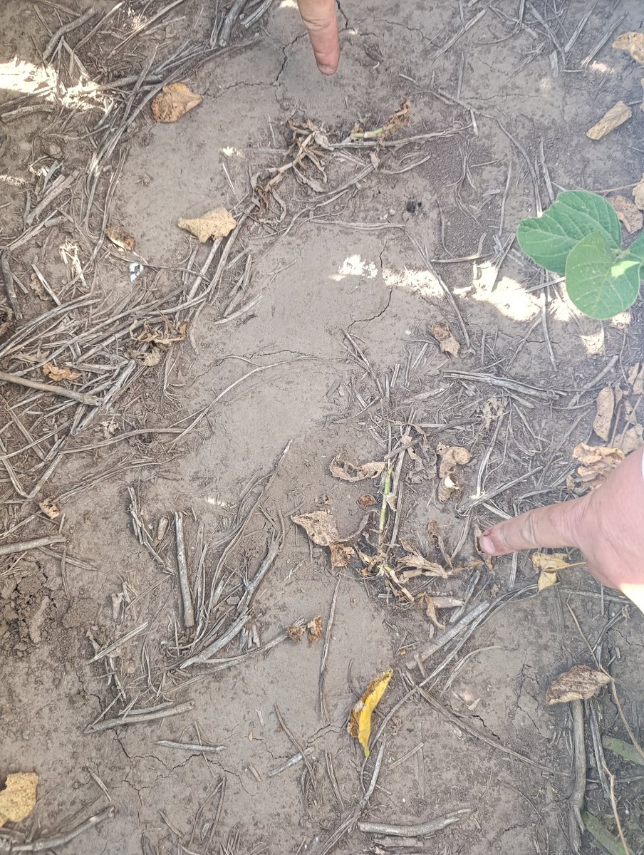 A 25 DDA... muy buen Control de Commelina (flor de santa Lucia) en post emergencia de soja enlist... Vemos el aporte Ligier Grass bio en la performance de la aplicación, utilizando abanico plano de aire inducido... Zona de Arequito, Sta. Fe.