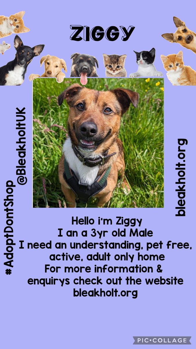 Everyone please meet Ziggy he is in Ramsbottom #Lancashire in the UK with <a href="/BleakholtUK/">Bleakholt Official</a> &amp;
he is looking for a #foreverhome 🏠Could he come &amp; live with you maybe?
Please RT to help find him a home 
All his info is here bleakholt.org #AdoptDontShop 
#OTLFP
