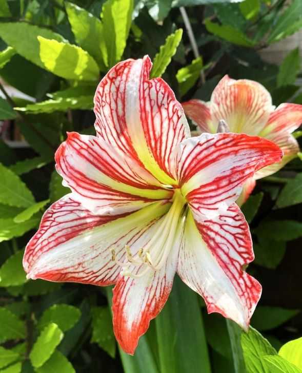 Exotický květ hvězdníku