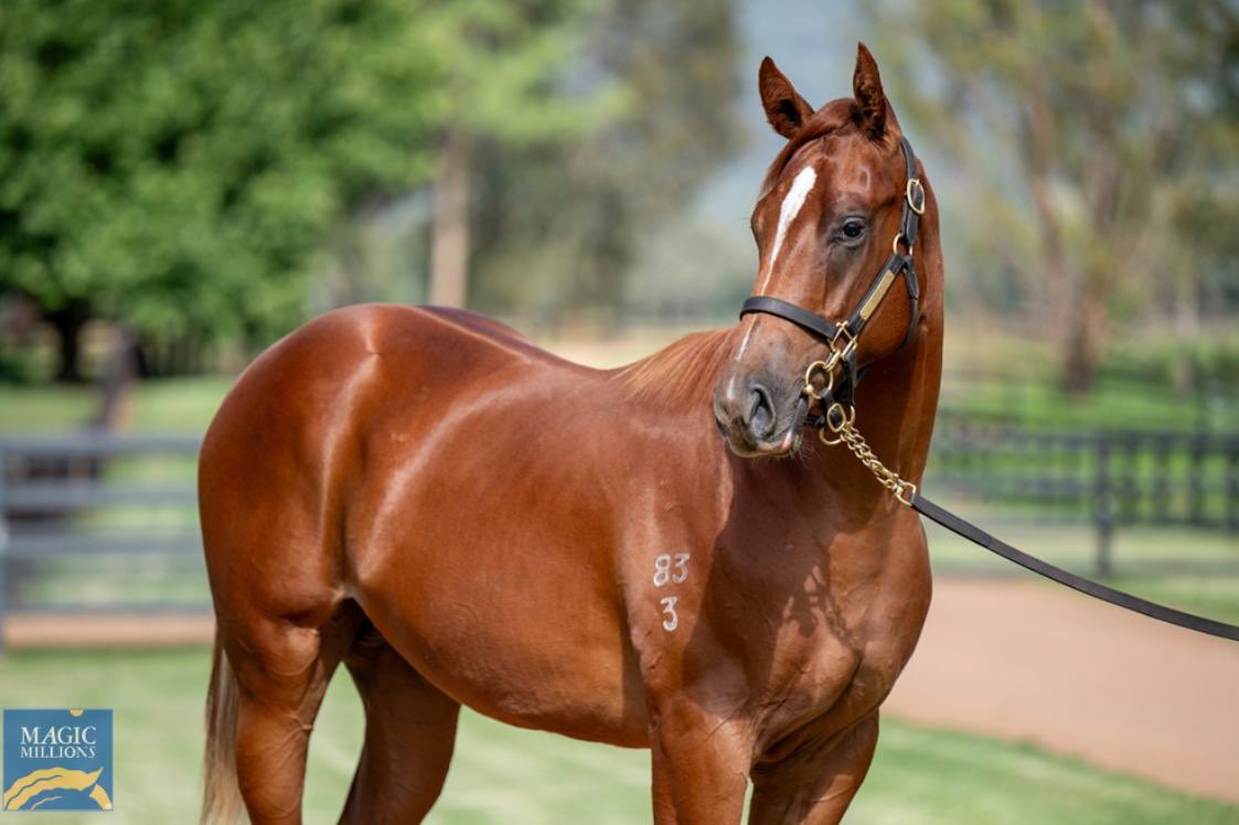 Shane McGrath Bloodstock (@shanemcgrath78) on Twitter photo Lot 445 joins the <a href="/cmcdonaldracing/">C McDonald Racing</a> team. He’s already <a href="/MattVella_RS/">Matt Vella Racing Services</a> getting a saddle on, as good a moving colt as we saw all week <a href="/mmsnippets/">Magic Millions</a> by <a href="/widdenstud/">Widden</a> Champion sire Zoustar with a proper pedigree to match his physique <a href="/dredvers/">David Redvers</a> <a href="/BMelham/">Ben melham</a> <a href="/DarcyMcgrath6/">Darcy Mcgrath</a> Lot 445 joins the <a href="/cmcdonaldracing/">C McDonald Racing</a> team. He’s already <a href="/MattVella_RS/">Matt Vella Racing Services</a> getting a saddle on, as good a moving colt as we saw all week <a href="/mmsnippets/">Magic Millions</a> by <a href="/widdenstud/">Widden</a> Champion sire Zoustar with a proper pedigree to match his physique <a href="/dredvers/">David Redvers</a> <a href="/BMelham/">Ben melham</a> <a href="/DarcyMcgrath6/">Darcy Mcgrath</a>