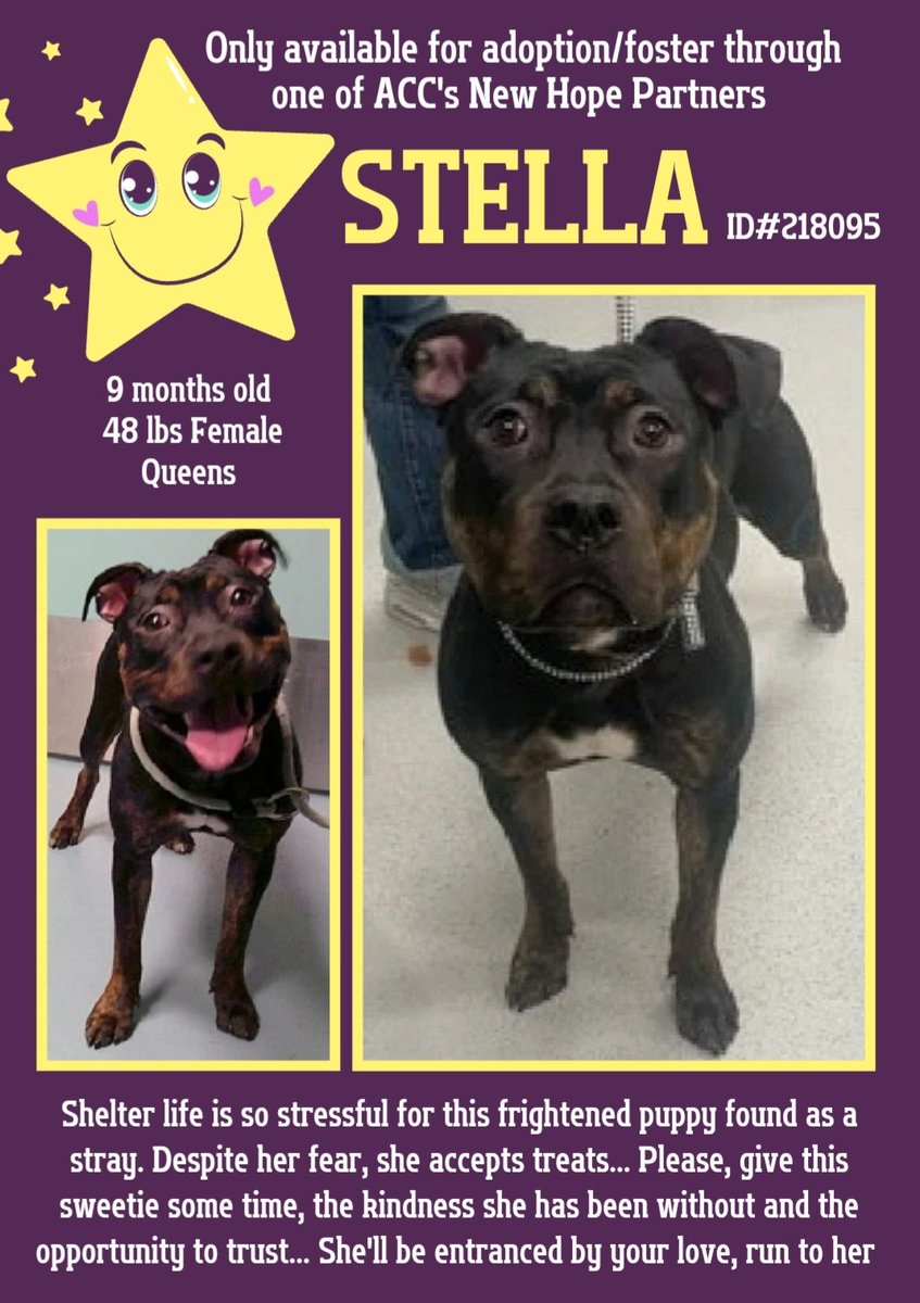 EASpenser's tweet image. 🌟STELLA, age 9months💔
This baby, found #stray, is terrified—understandable b/c babies don't belong in #HighKill pounds. She needs OUT ASAP. A #NHP #foster will ease her fear &amp;amp; get her ready to be #adopted by a #ForeverFamily❤️.
nycacc.app/#/browse/218095
#RescueOnly #Pledge4Rescue