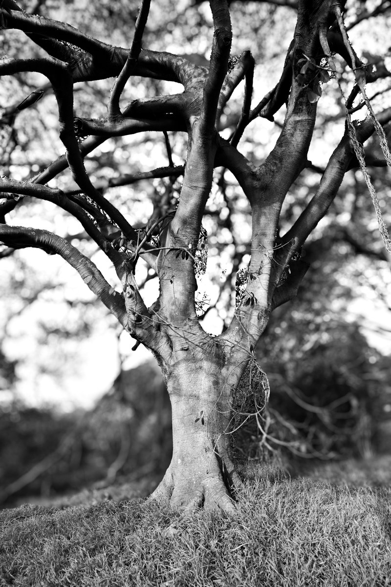 HomeWhenWalking's tweet image. Trees along the Way ✨

Join my Journey: sepasama.com

Follow my Instagram for Live Walks from Sydney: @homewhenwalking

#Photography #Art #NaturePhotography #BlackAndWhitePhotography #SydneyPhotographer