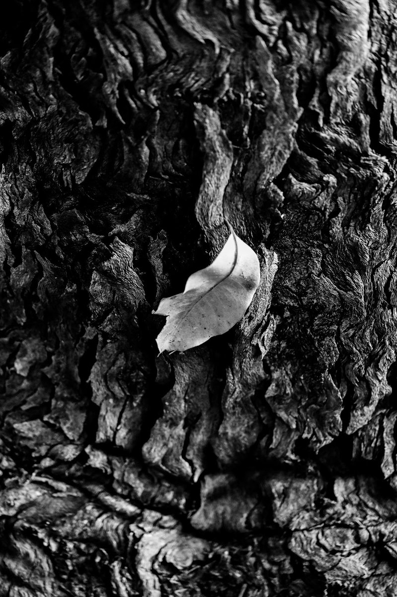 HomeWhenWalking's tweet image. Trees along the Way ✨

Join my Journey: sepasama.com

Follow my Instagram for Live Walks from Sydney: @homewhenwalking

#Photography #Art #NaturePhotography #BlackAndWhitePhotography #SydneyPhotographer