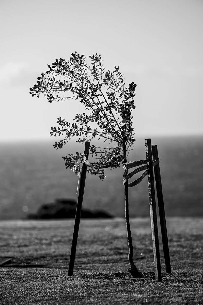 HomeWhenWalking's tweet image. Trees along the Way ✨

Join my Journey: sepasama.com

Follow my Instagram for Live Walks from Sydney: @homewhenwalking

#Photography #Art #NaturePhotography #BlackAndWhitePhotography #SydneyPhotographer