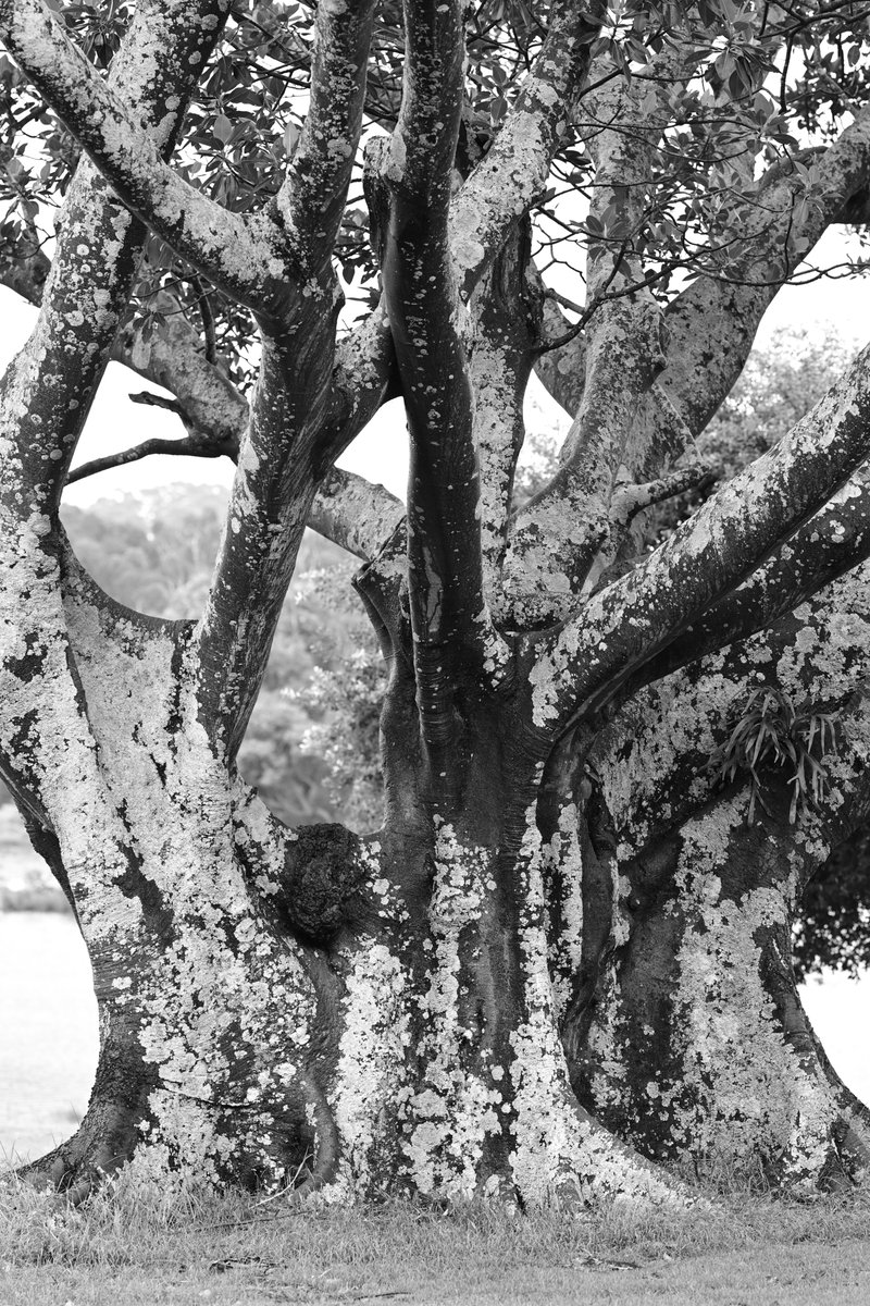 HomeWhenWalking's tweet image. Trees along the Way ✨

Join my Journey: sepasama.com

Follow my Instagram for Live Walks from Sydney: @homewhenwalking

#Photography #Art #NaturePhotography #BlackAndWhitePhotography #SydneyPhotographer