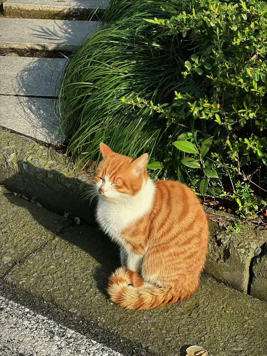 Heidygtd's tweet photo. This looks like a kitten that hasn't woken up yet. https://t.co/X4svE2WtyJ