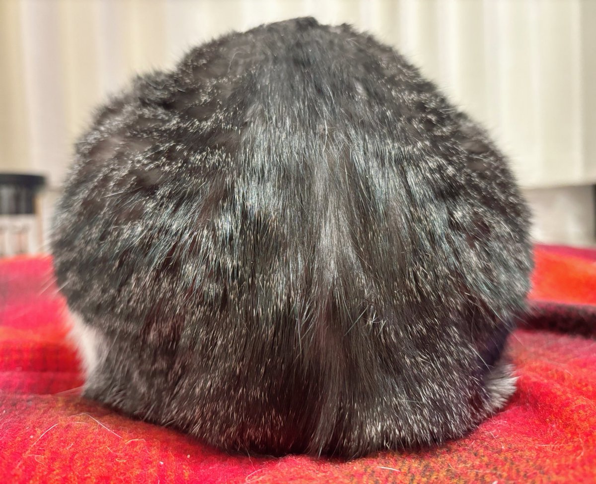 ししゃも (@0707_Shisyamo) / Posts / X