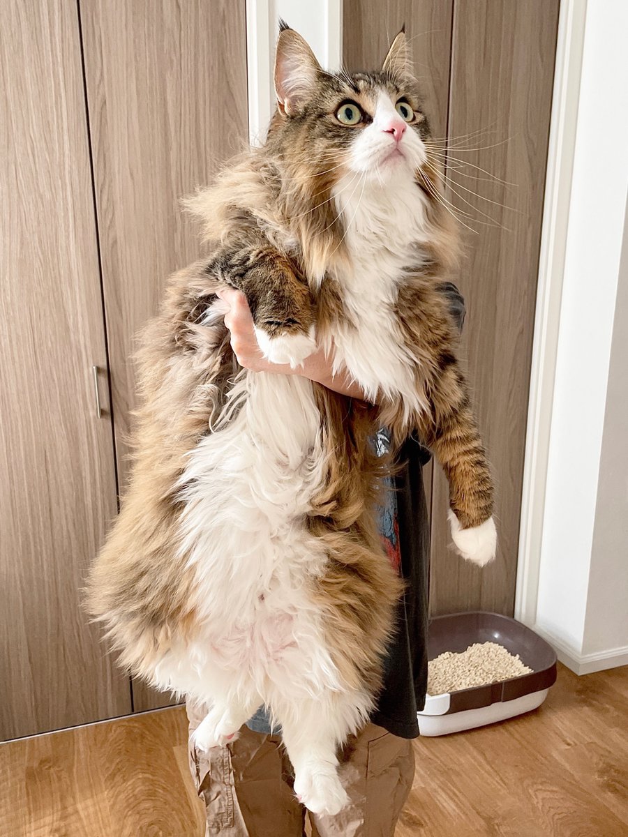 shiroan_chan's tweet image. 「最近タイムラインが物騒だな…」と思ったら、好きなものの名前を叫ぶのです…私は「猫、犬、ポメラニアン、北欧猫、ふわふわー！！」と定期的に投稿するようにした結果、可愛い写真しか流れてこなくなりました…ぜひお試しあれ…