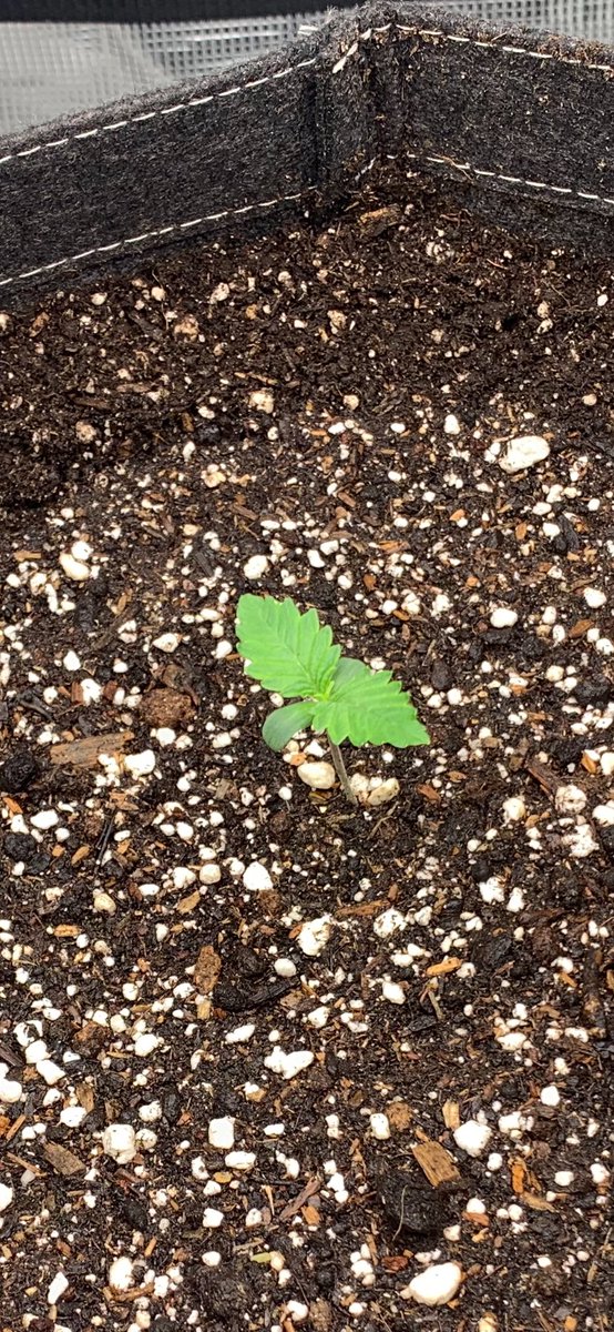 GrowsOhio's tweet photo. Girls are happy! Blue Dream photoperiod is in its forever home, about 30 days and we put her in flower!
.
.
.
#vivosun #marshydro #organic #autoflower #photoperiod #foxfarm #customblend #sungro #blackgold #gaiagreen #loyaltothesoil #cannafam https://t.co/iA6UEpYnQU
