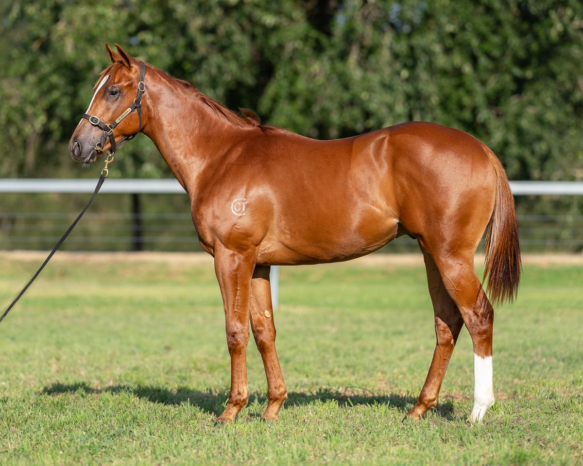 Goodwood_Farm's tweet photo. On the opening session of Book 2 @mmsnippets, we present four quality yearlings.

⚜️Lot 1046: C, Microphone x Twelve Pack Shelly
⚜️Lot 1067: F, Zousain x Written Verse
⚜️Lot 1077: F, Written By x Zunbaqa
⚜️Lot 1099: C, Headwater x Aspen Lass

Draft: https://t.co/SXC34DqjM0 https://t.co/u8hrDUrPMc