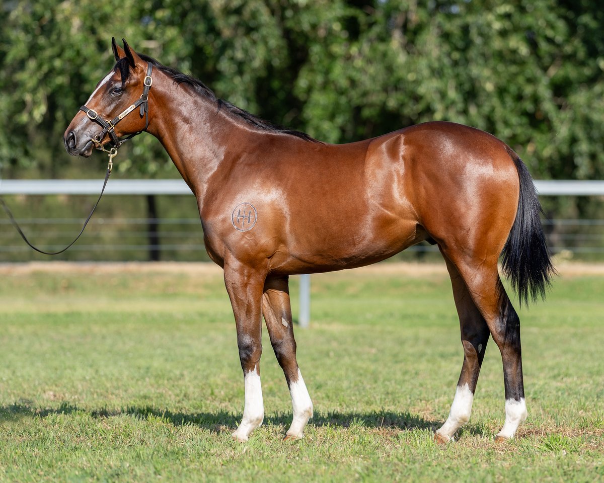 Goodwood_Farm's tweet photo. On the opening session of Book 2 @mmsnippets, we present four quality yearlings.

⚜️Lot 1046: C, Microphone x Twelve Pack Shelly
⚜️Lot 1067: F, Zousain x Written Verse
⚜️Lot 1077: F, Written By x Zunbaqa
⚜️Lot 1099: C, Headwater x Aspen Lass

Draft: https://t.co/SXC34DqjM0 https://t.co/u8hrDUrPMc