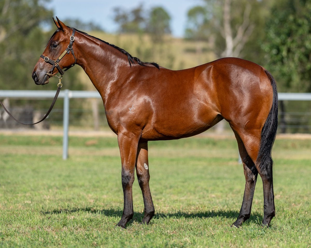 Goodwood_Farm's tweet photo. On the opening session of Book 2 @mmsnippets, we present four quality yearlings.

⚜️Lot 1046: C, Microphone x Twelve Pack Shelly
⚜️Lot 1067: F, Zousain x Written Verse
⚜️Lot 1077: F, Written By x Zunbaqa
⚜️Lot 1099: C, Headwater x Aspen Lass

Draft: https://t.co/SXC34DqjM0 https://t.co/u8hrDUrPMc