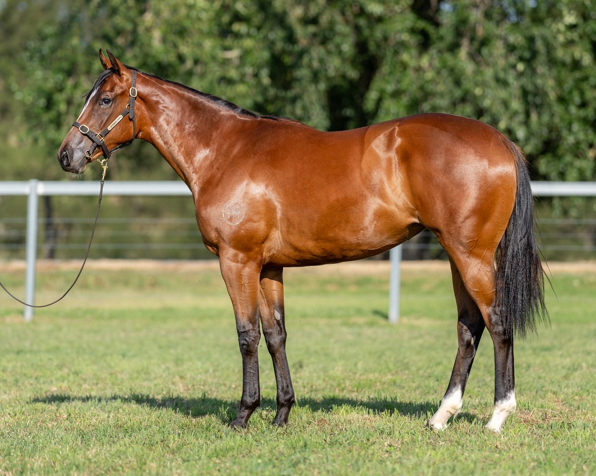 Goodwood_Farm's tweet photo. On the opening session of Book 2 @mmsnippets, we present four quality yearlings.

⚜️Lot 1046: C, Microphone x Twelve Pack Shelly
⚜️Lot 1067: F, Zousain x Written Verse
⚜️Lot 1077: F, Written By x Zunbaqa
⚜️Lot 1099: C, Headwater x Aspen Lass

Draft: https://t.co/SXC34DqjM0 https://t.co/u8hrDUrPMc