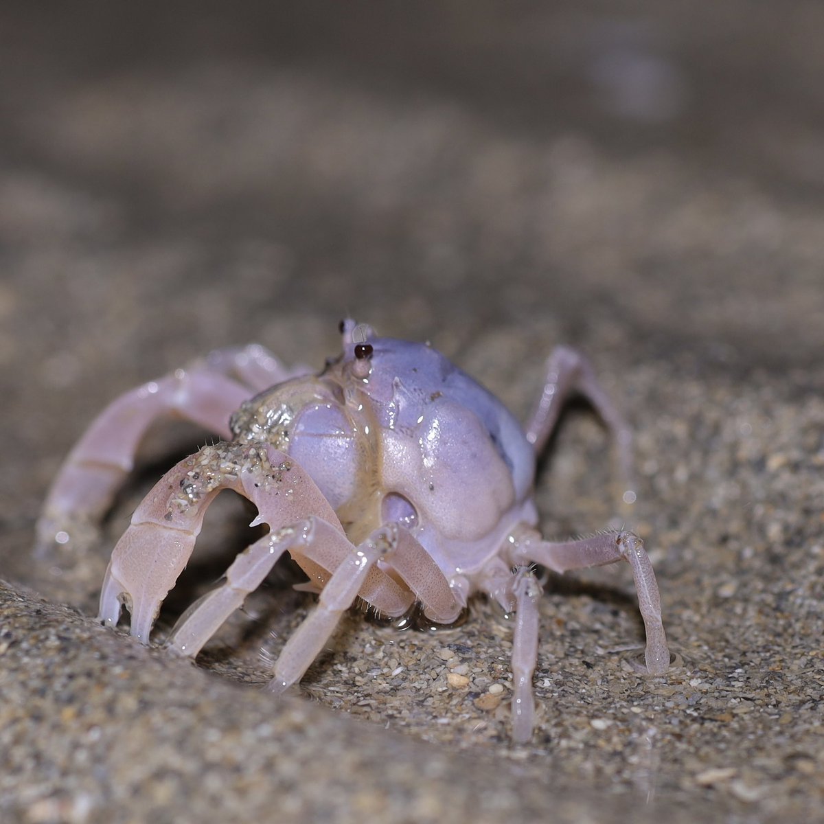 crabspromenade's tweet photo. 夜のミナミコメツキガニをポストして、カニ好き集うアクバスへ🦀
Soldier Crab, Mictyris guinotae.
#crab #カニ #invertebrate https://t.co/0QCtozOcds
