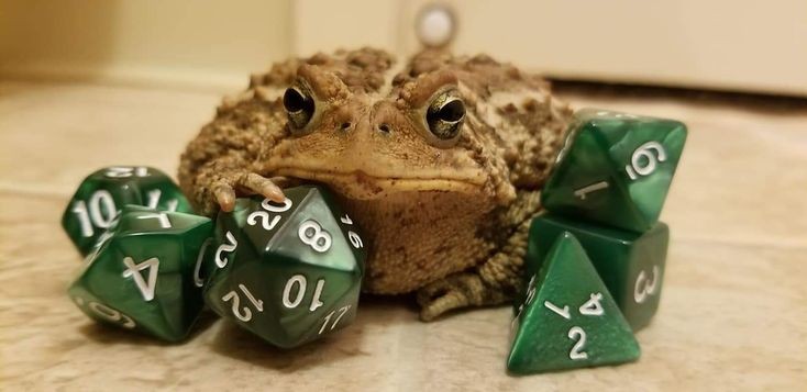 nocontextfrogs's tweet photo. https://t.co/plndAGLWka