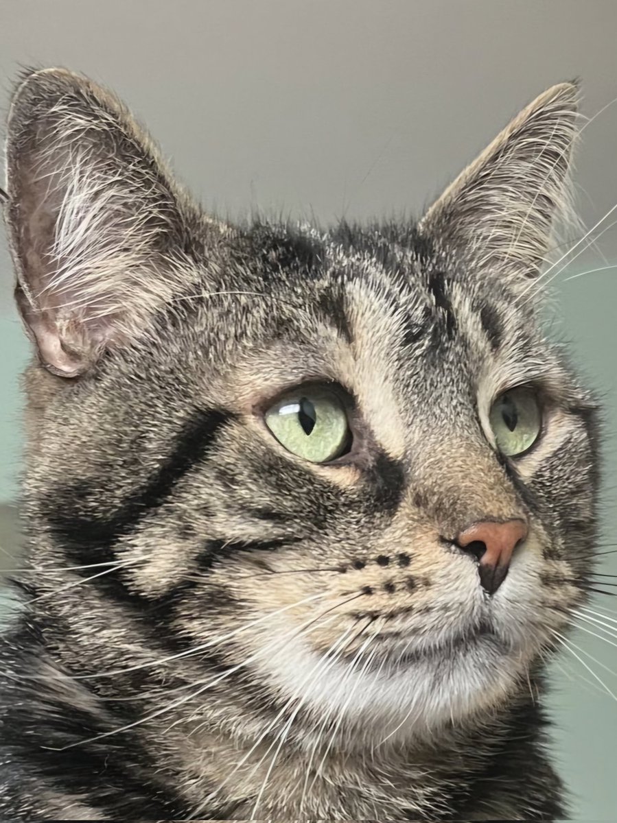 canuck31's tweet photo. @mrfishtopher Such a serious fish face today ♥️🐈‍⬛🐈🐱 https://t.co/anyoNXv4KB