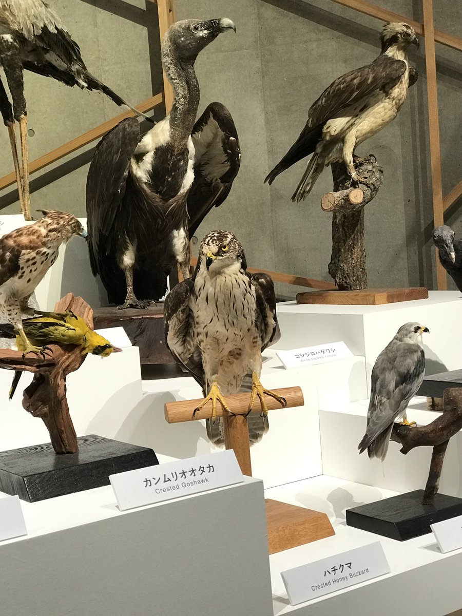 E5%88%86%E9%A1%9E%E5%A4%89%E6%9B%B4