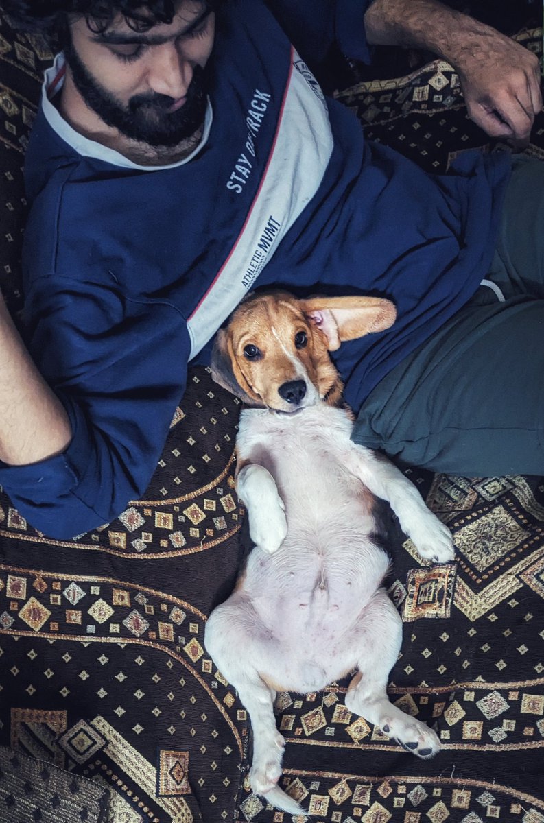 Imsandeep369's tweet photo. Peace 🕊️ 

#freedomboy #beagle #nature #Earth https://t.co/mrAndmMk1K