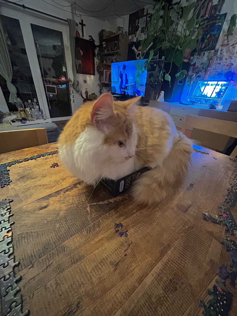 bebebiche's tweet photo. surimi maide à faire mon puzzle non je rigole il détruit tout et croque les pièces https://t.co/Zn0rqbLRLX