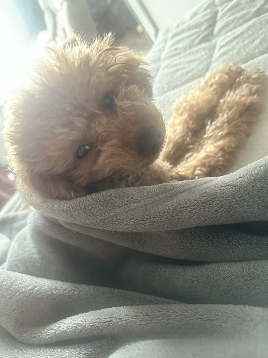 Bea_toipuu's tweet photo. 起きたら愛犬が隣に居る！
最高に幸せだな🐶 https://t.co/IDU8YqPXf5
