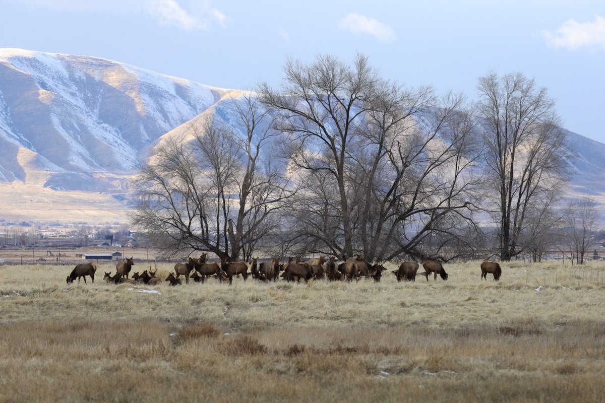 A pretty sight 🌲
📍: Woodland Hills, Utah 
📸: Lili Waters via kutv.com/chimein