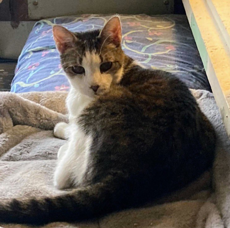 DeeMeow3's tweet photo. 😭 Horrible week. I have lost 2 💔 Scott n Karla went over 🌈🌉 I’m crushed n just a zombie. If u know me, u know I don’t like talking about it or coming back to these kinds of posts. I hope they r with our furr family up there 🪽🪽 Both r missed terribly 😭 https://t.co/1O1F6QL6aq