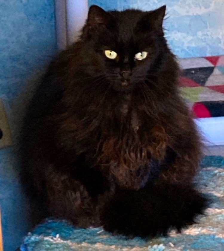 DeeMeow3's tweet photo. 😭 Horrible week. I have lost 2 💔 Scott n Karla went over 🌈🌉 I’m crushed n just a zombie. If u know me, u know I don’t like talking about it or coming back to these kinds of posts. I hope they r with our furr family up there 🪽🪽 Both r missed terribly 😭 https://t.co/1O1F6QL6aq